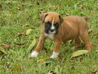 Puppy 9 Boxer