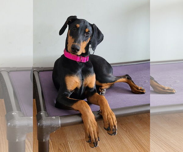 Medium Photo #1 Doberman Pinscher Puppy For Sale in Minneaoplis, MN, USA