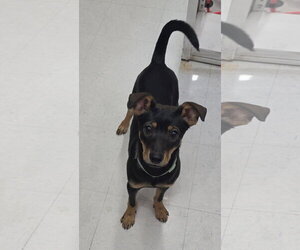 German Shepherd Dog-Miniature Pinscher Mix Dogs for adoption in Lexington Park, MD, USA