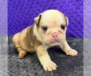Bulldog Puppy for sale in ARTHUR, IL, USA