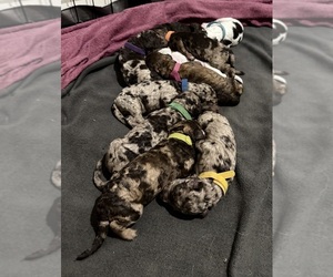 Goldendoodle Puppy for Sale in HOWARD CITY, Michigan USA