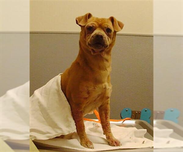 Medium Photo #1 Chihuahua-Unknown Mix Puppy For Sale in Las Vegas, NV, USA