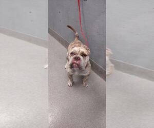 American Pit Bull Terrier-Bulldog Mix Dogs for adoption in Las Vegas, NV, USA