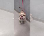 Small American Pit Bull Terrier-Bulldog Mix