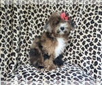 Small #7 ShihPoo