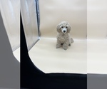 Small Photo #14 Poodle (Toy) Puppy For Sale in LONG GROVE, IL, USA