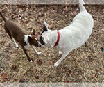 Small #6 American Pit Bull Terrier Mix