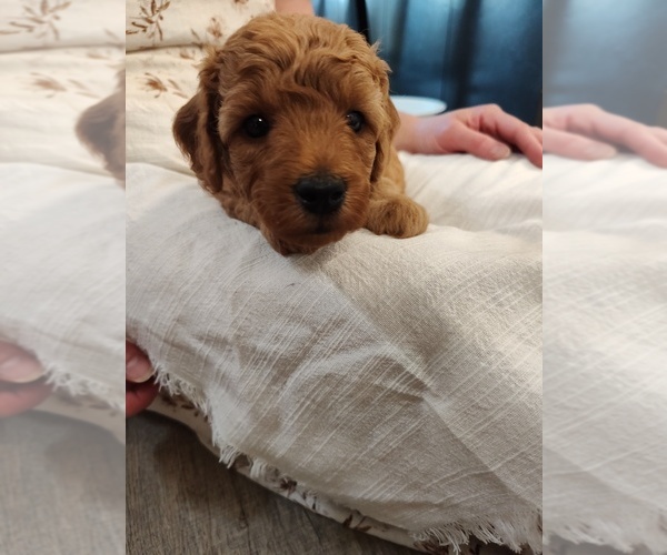 Medium Photo #15 Goldendoodle (Miniature) Puppy For Sale in GLENN, CA, USA