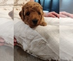 Small Photo #15 Goldendoodle (Miniature) Puppy For Sale in GLENN, CA, USA