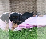 Puppy Rosie Cavalier King Charles Spaniel