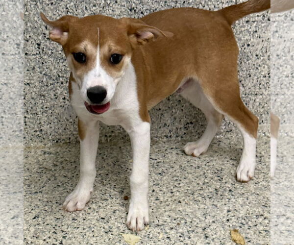 Medium Photo #1 Unknown-Vizsla Mix Puppy For Sale in Mechanicsburg, PA, USA