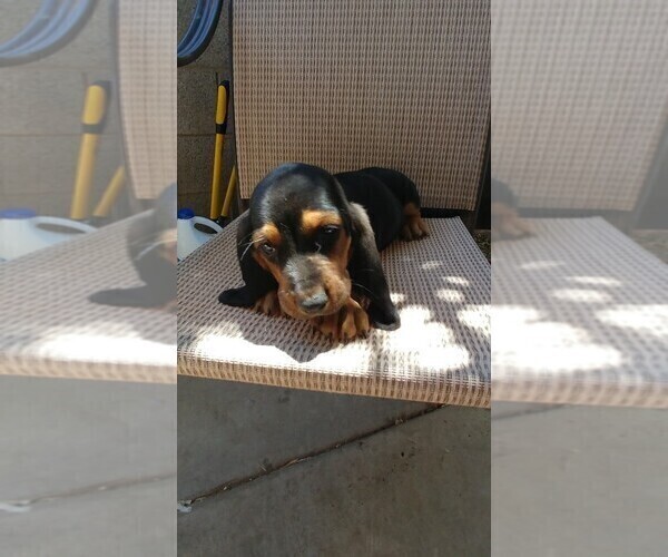 Medium Photo #3 Basset Hound Puppy For Sale in PARKER, AZ, USA