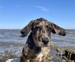 Small Photo #47 Boxer-Poodle (Standard) Mix Puppy For Sale in WEST POINT, VA, USA