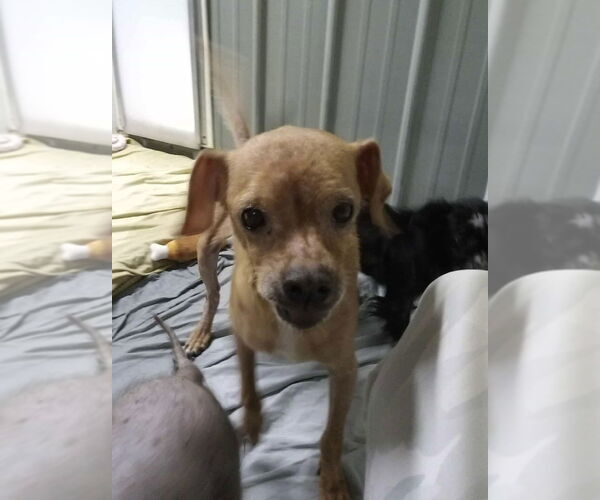 Medium Photo #3 Chihuahua-Unknown Mix Puppy For Sale in Foristell, MO, USA