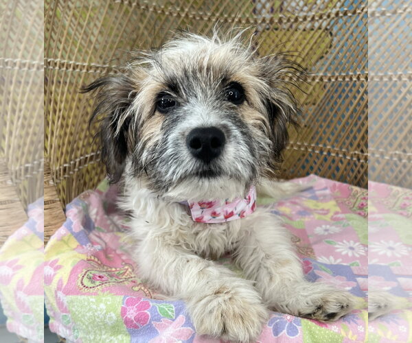 Medium Photo #2 Havanese-Unknown Mix Puppy For Sale in Bellevue, WA, USA