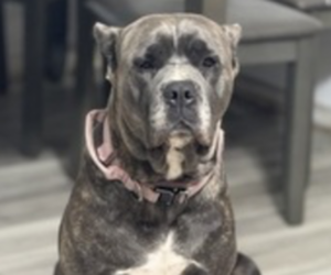 Mother of the Cane Corso puppies born on 05/15/2025