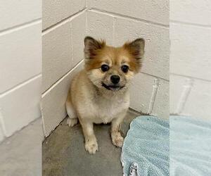 Pomeranian Dogs for adoption in Rosenberg, TX, USA