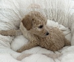 Small Photo #5 Goldendoodle Puppy For Sale in COLORADO SPRINGS, CO, USA