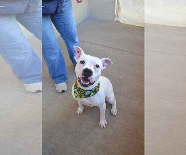Medium Photo #1 American Pit Bull Terrier-Unknown Mix Puppy For Sale in McKinney, TX, USA