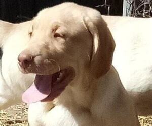 Labrador Retriever Puppy for sale in WILLOW HILL, IL, USA
