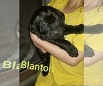 Small Photo #5 Labrador Retriever Puppy For Sale in MANKATO, MN, USA
