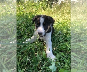 Border Collie Puppy for Sale in CAPE VINCENT, New York USA