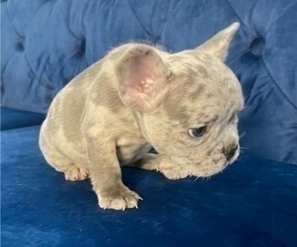 Medium Photo #66 French Bulldog Puppy For Sale in PALMDALE, CA, USA