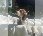 Small #1 Beagle