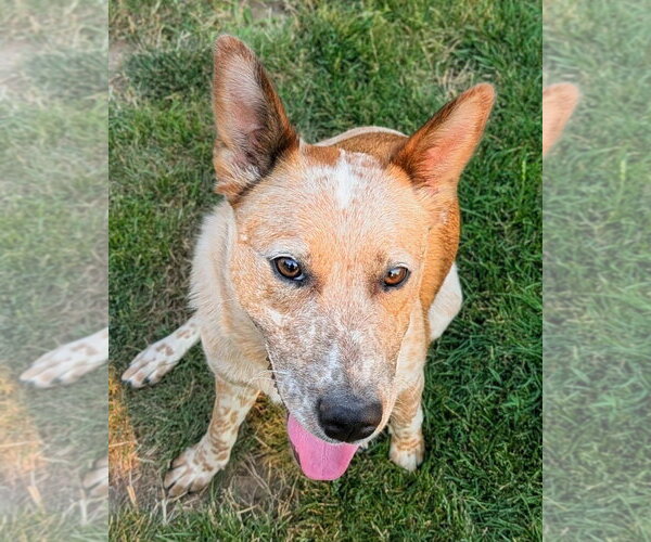 Medium Photo #3 Mutt Puppy For Sale in Emmett, ID, USA