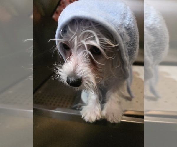 Medium Photo #3 Maltese Puppy For Sale in GRANGEVILLE, ID, USA