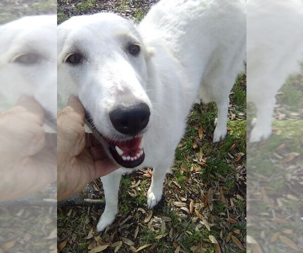 Medium Photo #4 Great Pyrenees Puppy For Sale in Spring, TX, USA