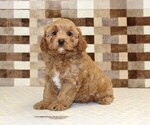 Image preview for Ad Listing. Nickname: Diego