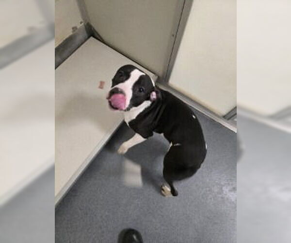 Medium Photo #2 Mutt Puppy For Sale in Glen Allen, VA, USA