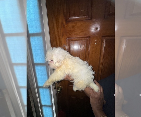 Medium Photo #4 Shih Tzu Puppy For Sale in SNELLVILLE, GA, USA
