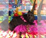 Small Photo #7 French Bulldog Puppy For Sale in HEATHROW, FL, USA