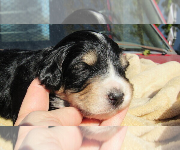 Medium Photo #8 Bernedoodle Puppy For Sale in BIG ROCK, IL, USA