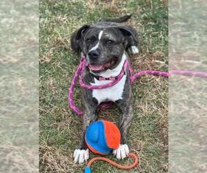 American Pit Bull Terrier Dogs for adoption in Derwood, MD, USA