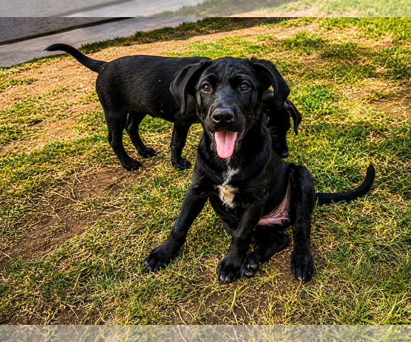 Medium Photo #3 Labrador Retriever-Unknown Mix Puppy For Sale in Clovis, CA, USA