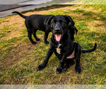 Small #2 Labrador Retriever Mix
