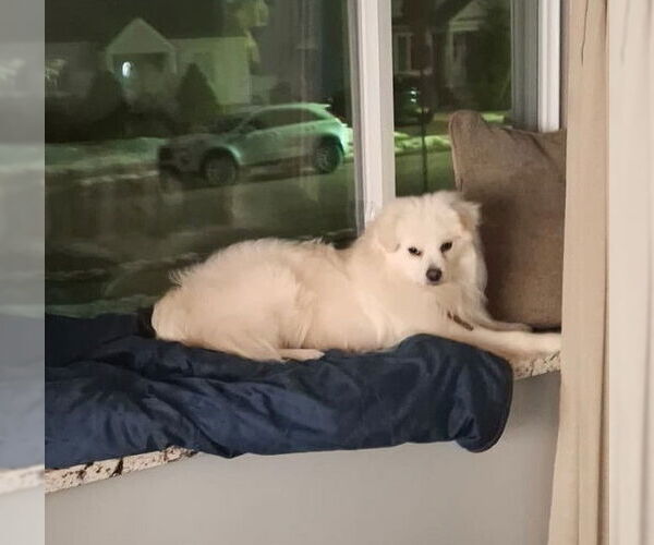 Medium Photo #4 - Mix Puppy For Sale in Boonton, NJ, USA