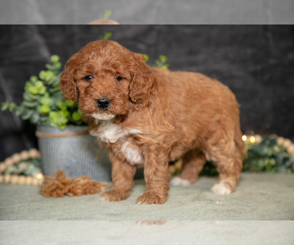 Medium Photo #14 Poodle (Miniature) Puppy For Sale in WOLCOTTVILLE, IN, USA