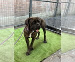 Small #5 Mastiff