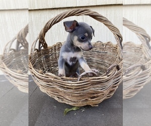 Rat-Cha Puppy for sale in SAN ANTONIO, TX, USA
