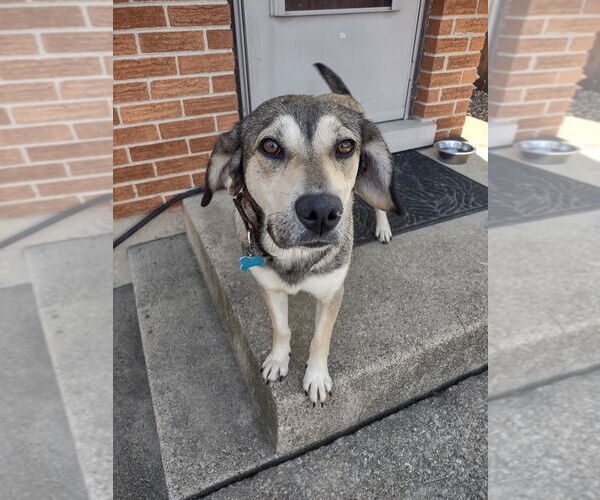 Medium Photo #3 Mutt Puppy For Sale in Plainfield, IL, USA