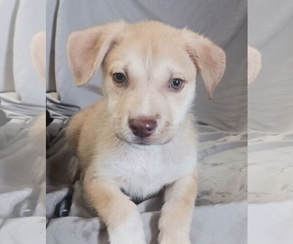 Medium Photo #14 Huskies -Unknown Mix Puppy For Sale in Chico, CA, USA