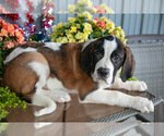 Small #4 Saint Bernard