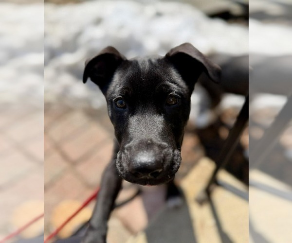 Medium Photo #3 German Shepherd Dog-Unknown Mix Puppy For Sale in pomfret, CT, USA