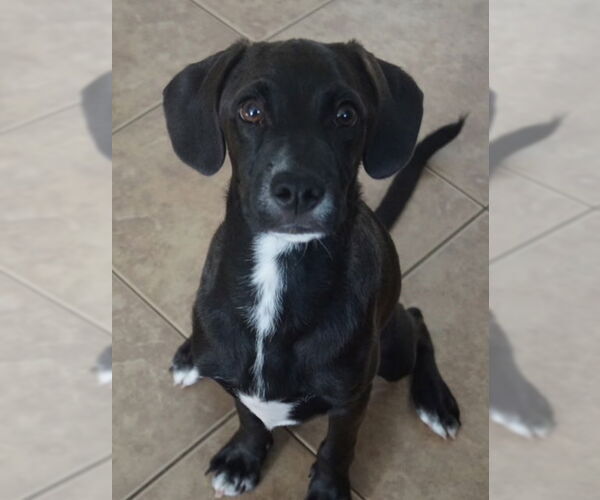 Medium Photo #3 Labbe Puppy For Sale in San Juan Capistrano, CA, USA