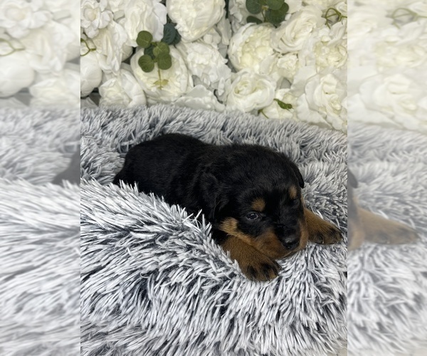 Medium Photo #14 Rottweiler Puppy For Sale in FORT WORTH, TX, USA