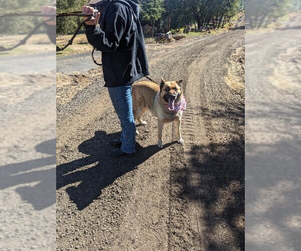 Medium Photo #2 German Shepherd Dog-Unknown Mix Puppy For Sale in San Diego, CA, USA